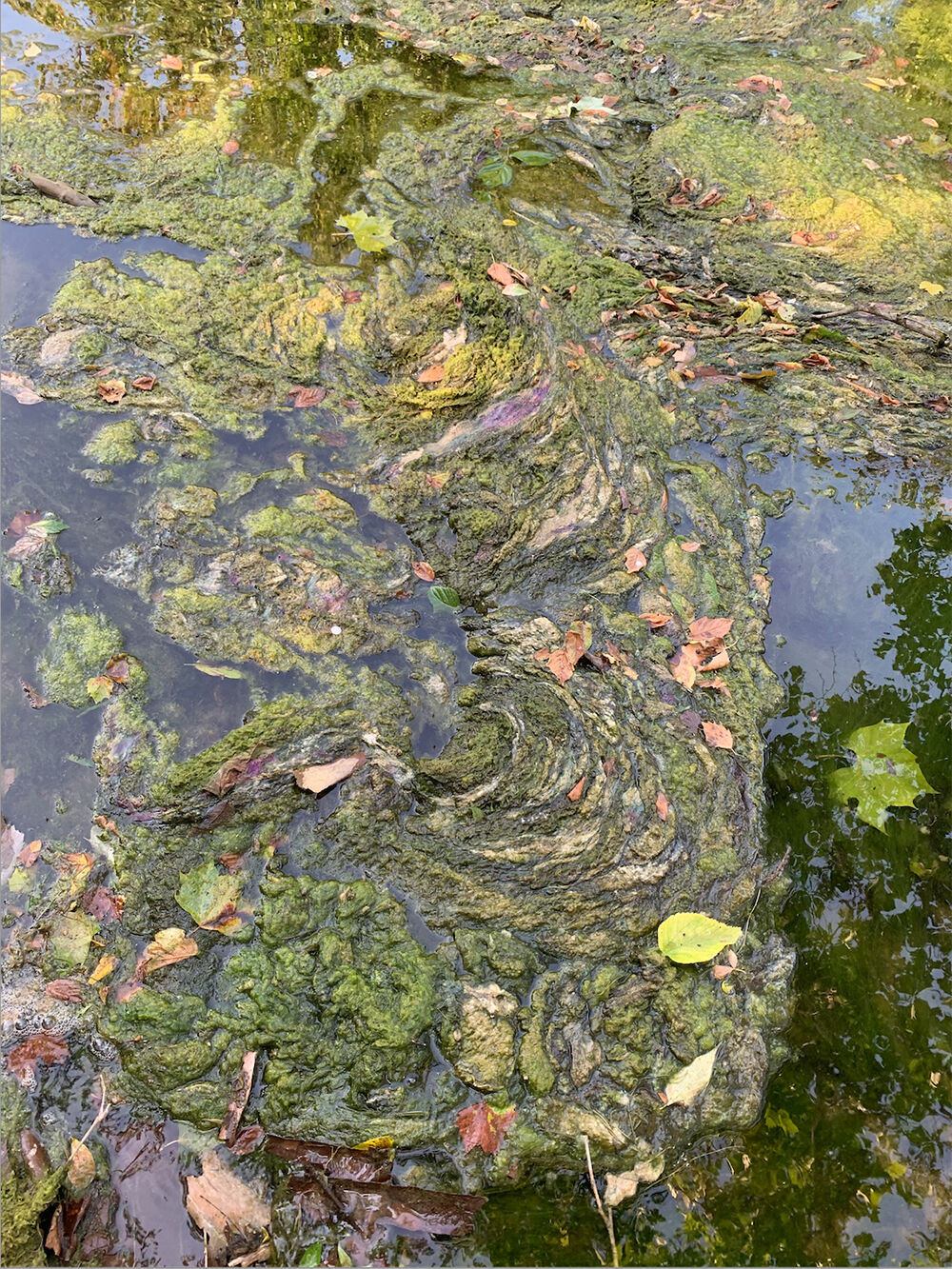 Harmful Algal Bloom Shenandoah